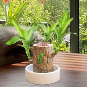 Lucky Brazilian Wood Potted Plant – The Perfect Indoor Good Luck Plant